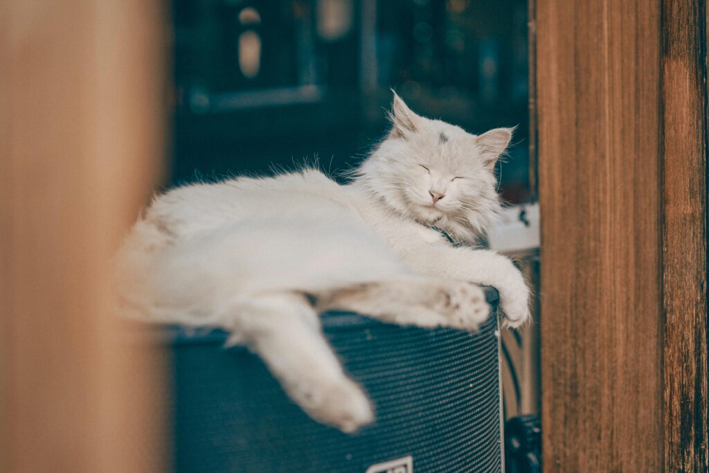 A serene white cat relaxing on a speaker, enjoying a sunny day indoors.